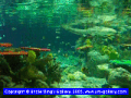 aquarium01