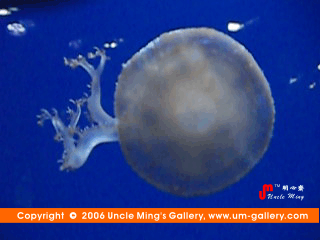 jellyfish02.gif