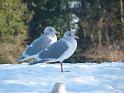 09jan_sm_vancouver_P1020326