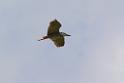 20150619taipo-egret_f42058240