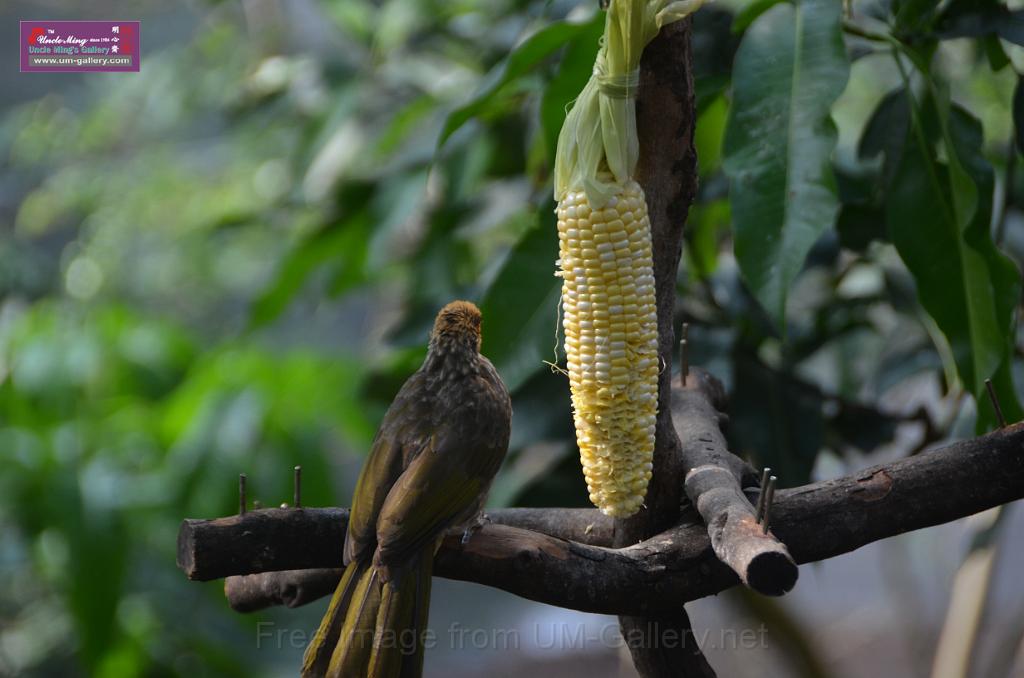 20150426jw-hk-park_DSC_0724.JPG
