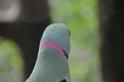 20150426jw-hk-park_DSC_0820