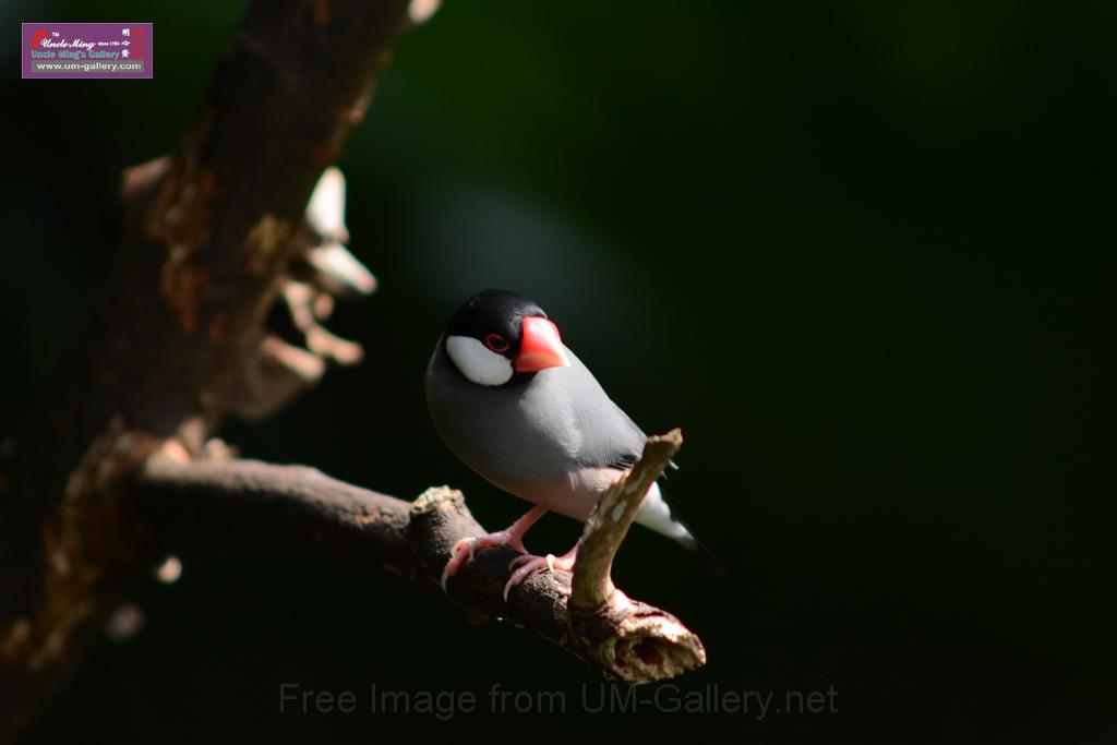 20160926birds-DSC_6663.JPG