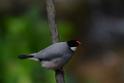 20160926birds-DSC_6433