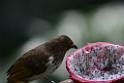 20160926birds-DSC_6676