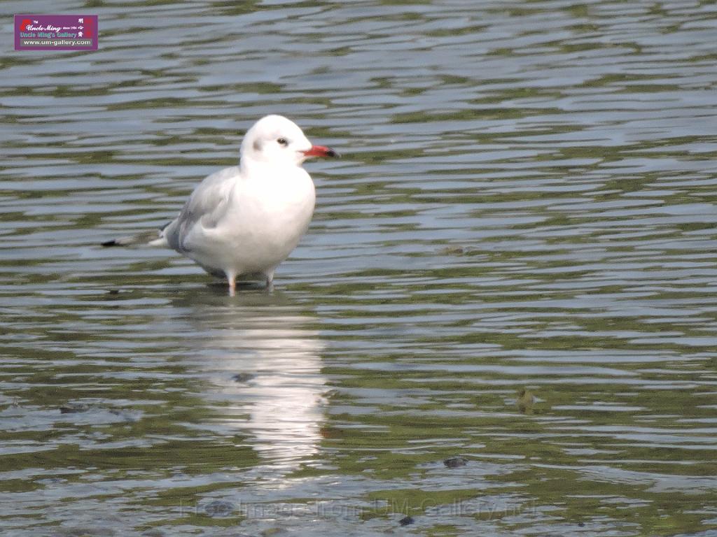 201612sf-bird-namsangwai-DSCN3504.JPG