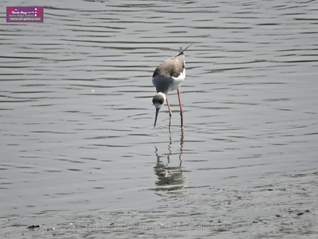 201612sf-bird-namsangwai-DSCN3512.JPG