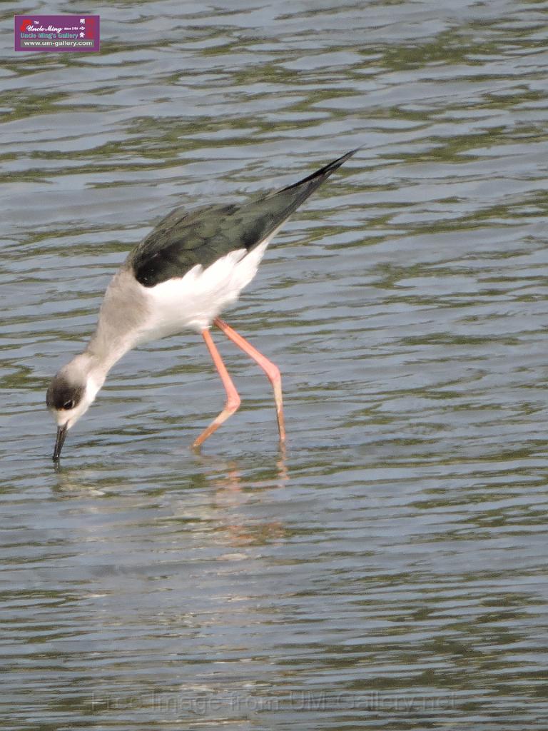 201612sf-bird-namsangwai-DSCN3517.JPG