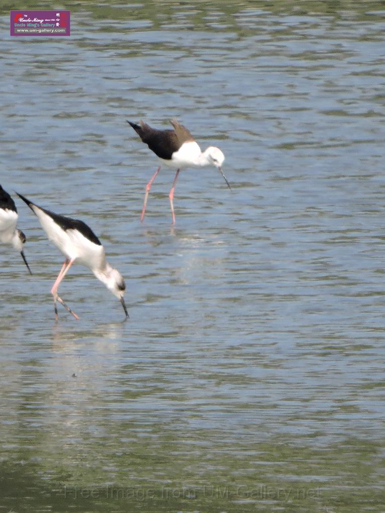 201612sf-bird-namsangwai-DSCN3518.JPG