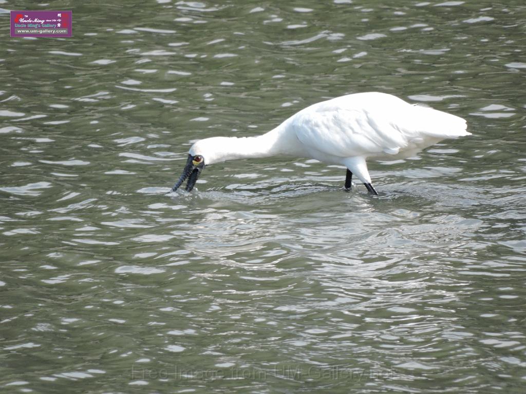 201612sf-bird-namsangwai-DSCN3526.JPG