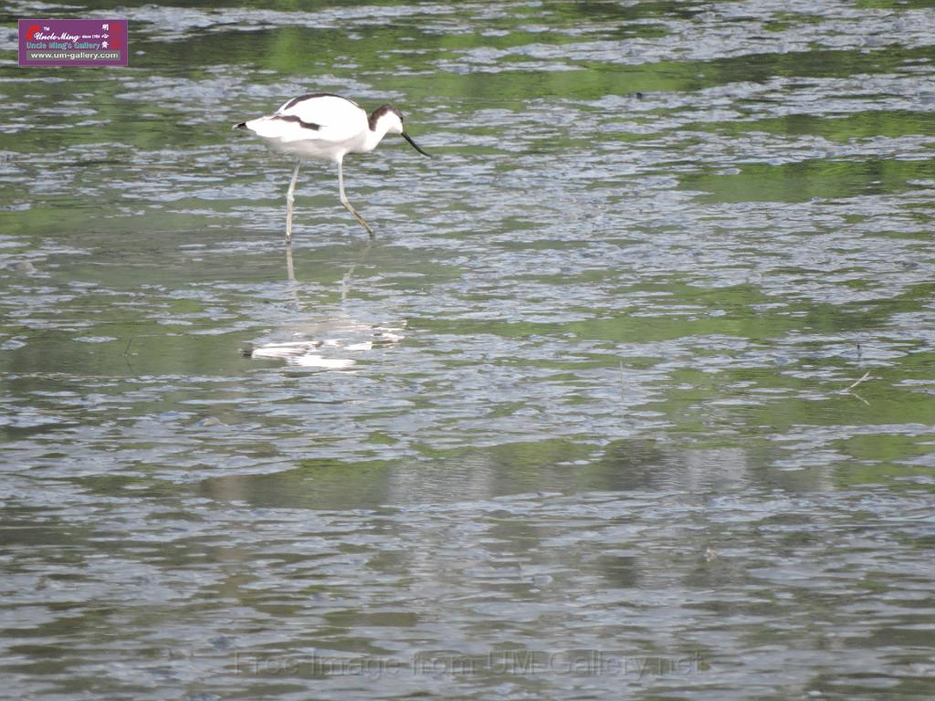 201612sf-bird-namsangwai-DSCN3528.JPG