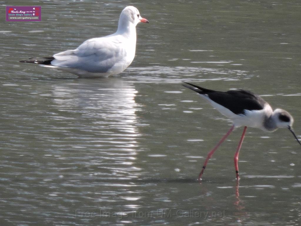 201612sf-bird-namsangwai-DSCN3535.JPG