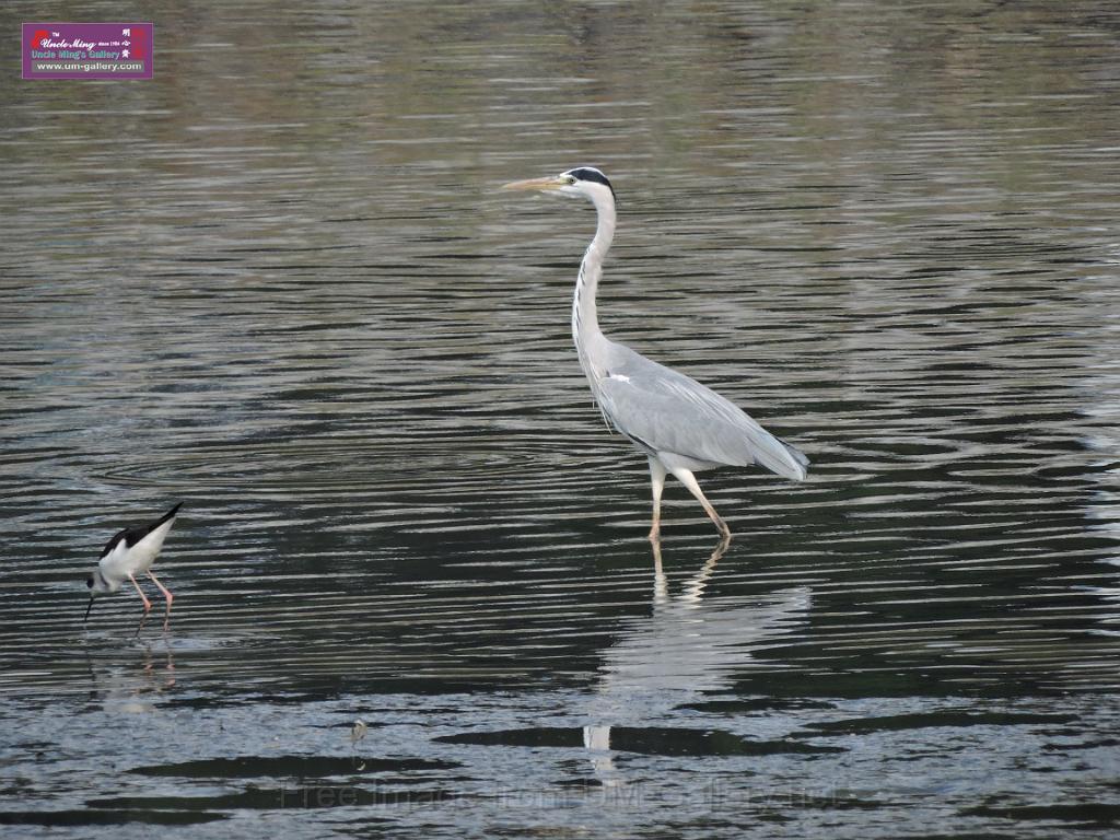 201612sf-bird-namsangwai-DSCN3536.JPG