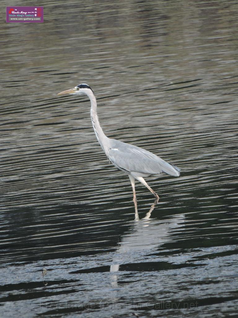 201612sf-bird-namsangwai-DSCN3537.JPG