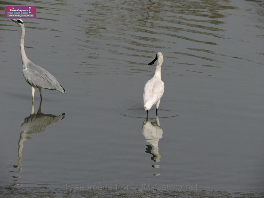 201612sf-bird-namsangwai-DSCN3580.JPG