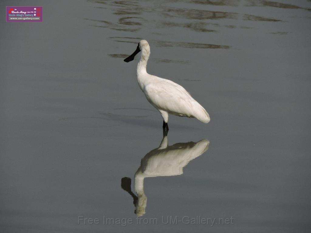 201612sf-bird-namsangwai-DSCN3583.JPG