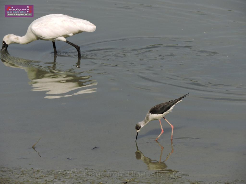 201612sf-bird-namsangwai-DSCN3601.JPG