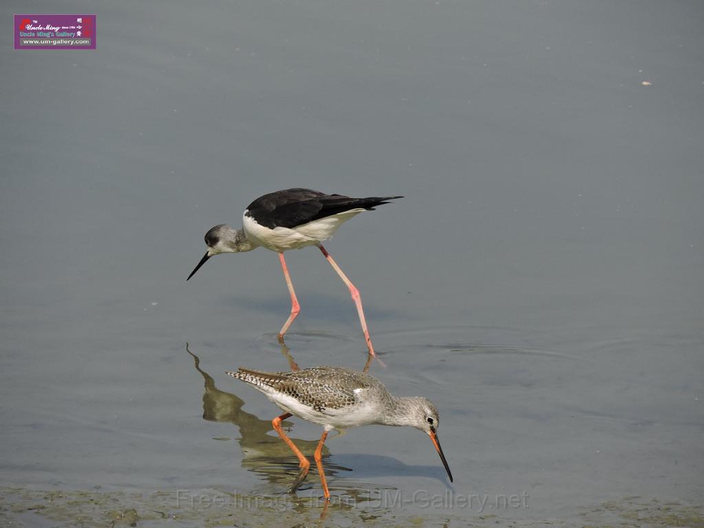 201612sf-bird-namsangwai-DSCN3603.JPG