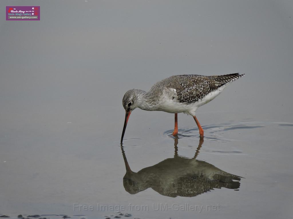 201612sf-bird-namsangwai-DSCN3606.JPG