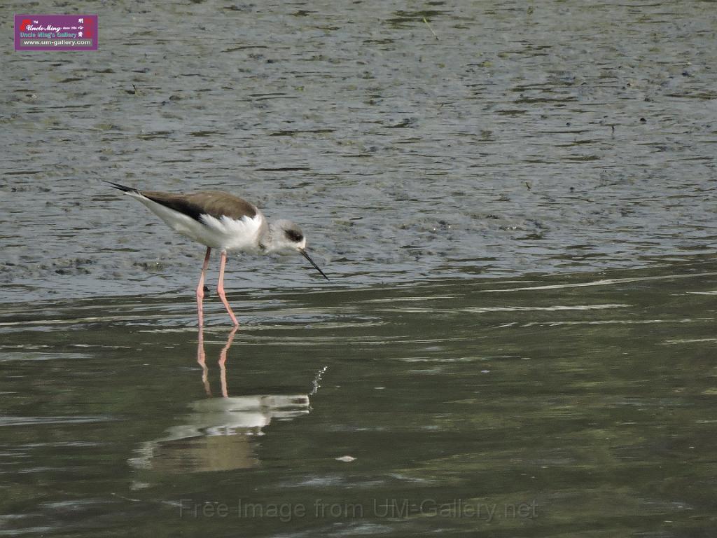 201612sf-bird-namsangwai-DSCN3644.JPG