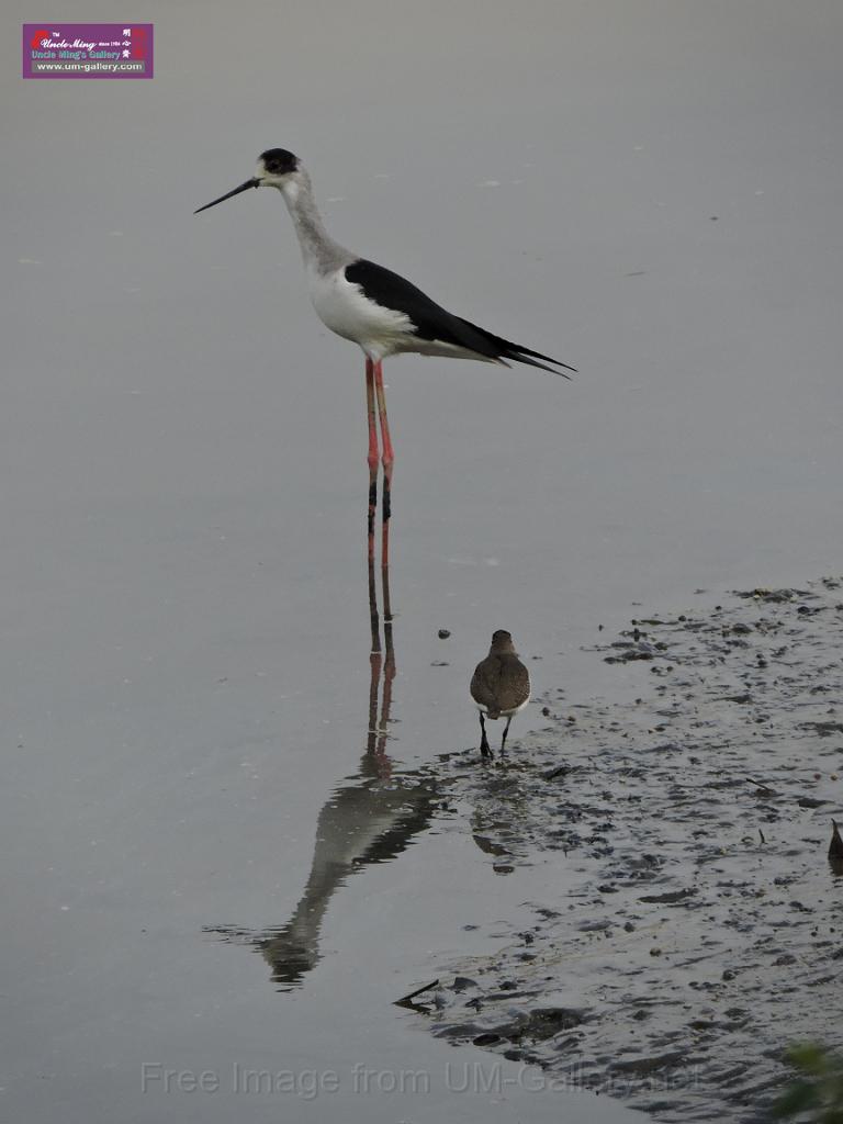 201612sf-bird-namsangwai-DSCN3656.JPG