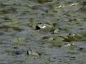 201612sf-bird-namsangwai-DSCN3545