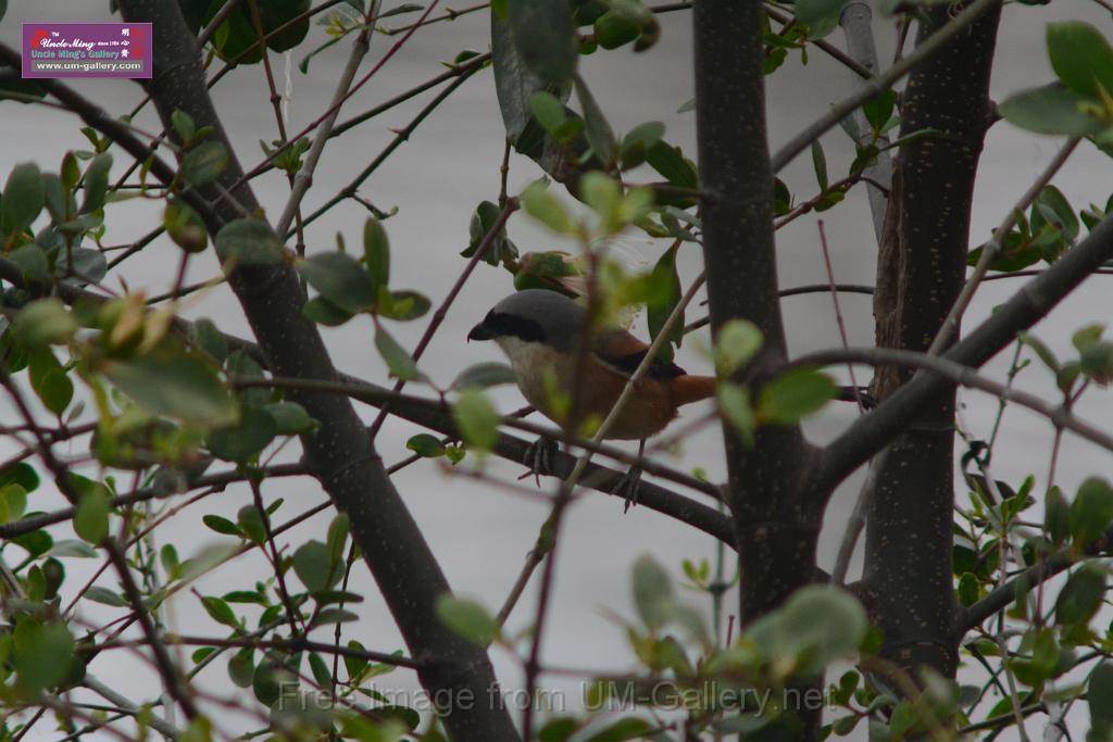 20170204sm-yuenlong-birds_DSC_8384.JPG
