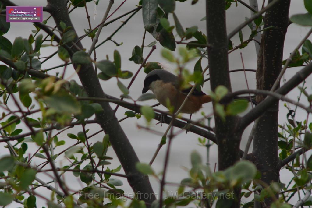 20170204sm-yuenlong-birds_DSC_8386.JPG