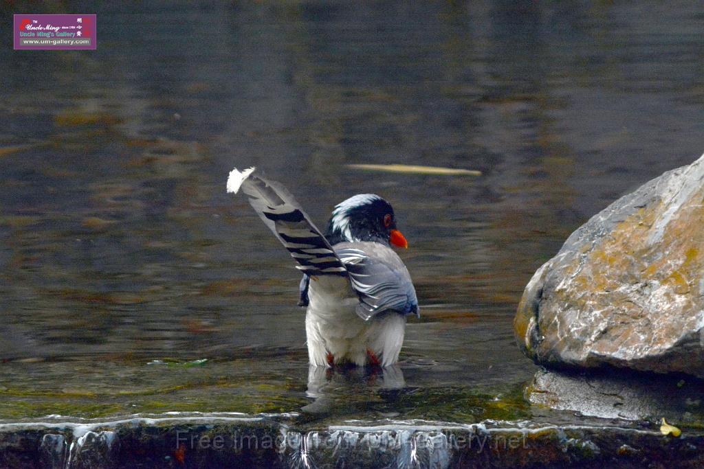 20170212sm-bln-city-park-bird_DSC_8607.JPG