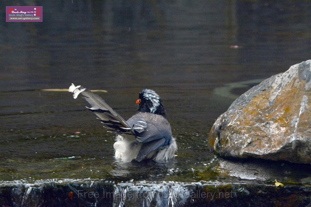 20170212sm-bln-city-park-bird_DSC_8611.JPG