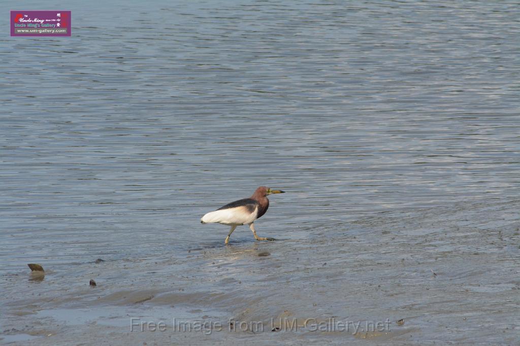20170709bird-yuenlong_DSC9394.JPG