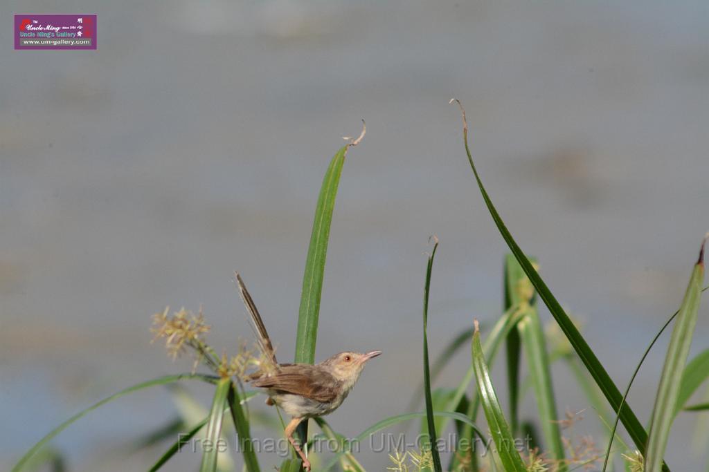20170709bird-yuenlong_DSC9397.JPG