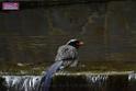 20170212sm-bln-city-park-bird_DSC_8631