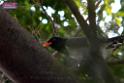 20170212sm-bln-city-park-bird_DSC_8652