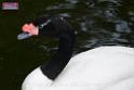 20170212sm-kln-park-bird_DSC_8791