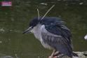 20170212sm-kln-park-bird_DSC_8813