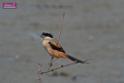 20171029bird01_DSC_9974