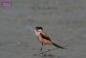 20171029bird01_DSC_9977