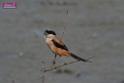 20171029bird01_DSC_9978