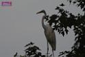 20171029bird02_DSC_0282
