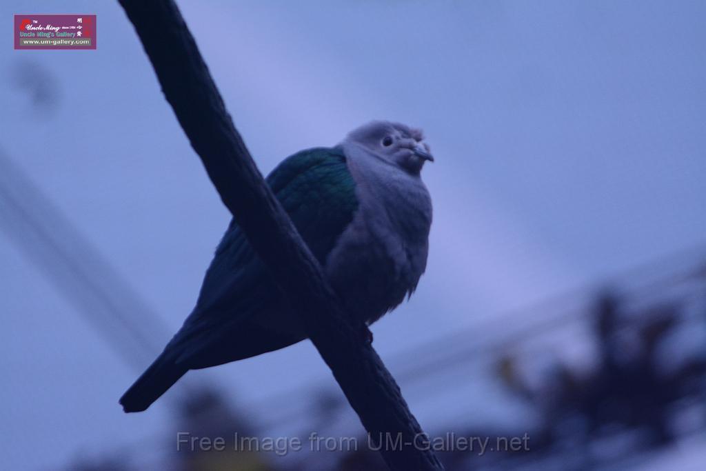 20180222hkpark_DSC_0863.JPG