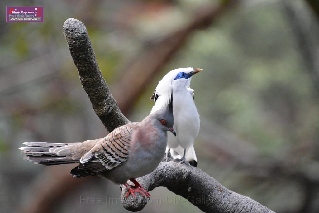 20190303bird-hk-parkDSC_2900.JPG