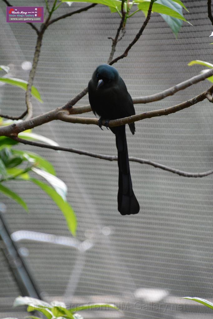 20190303bird-hk-parkDSC_3186.JPG