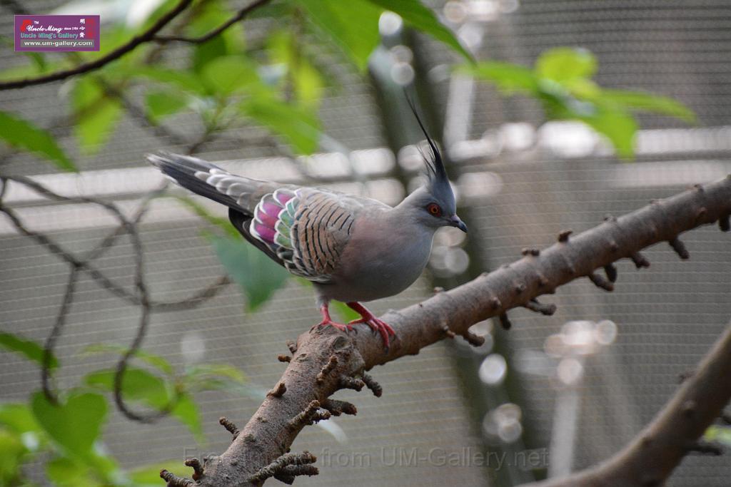 20190303bird-hk-parkDSC_3222.JPG