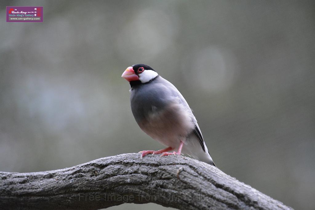20190303bird-hk-parkDSC_3255.JPG