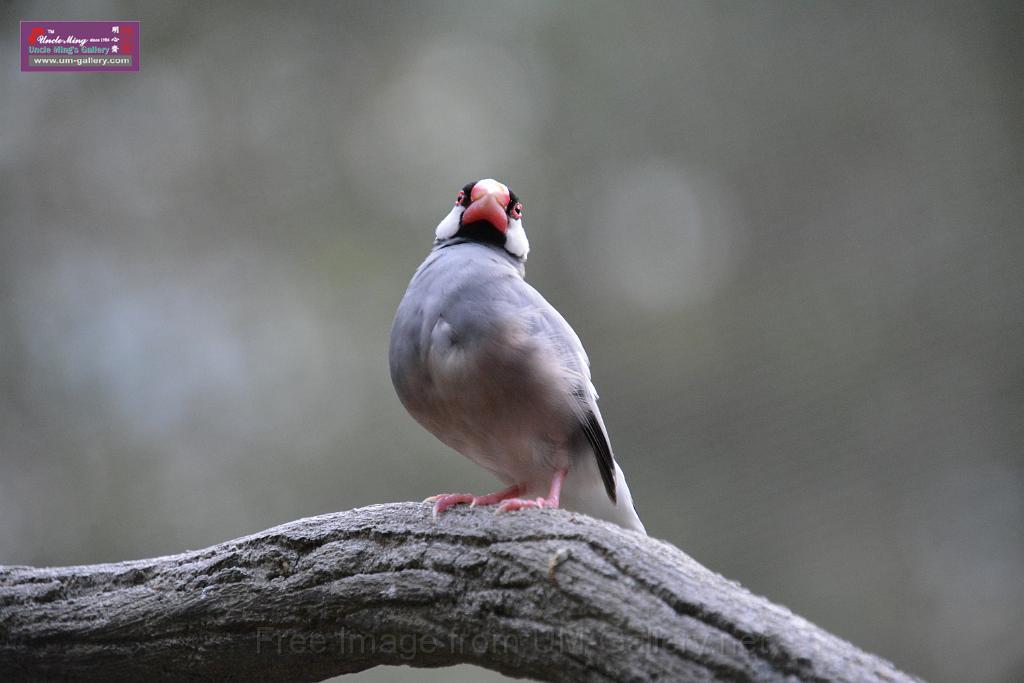20190303bird-hk-parkDSC_3256.JPG