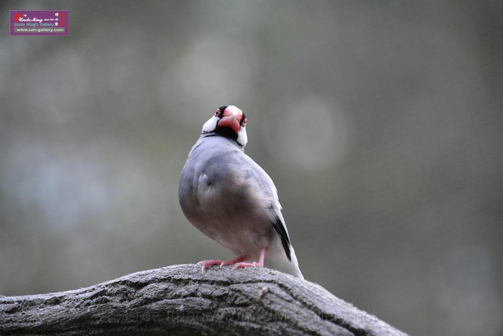20190303bird-hk-parkDSC_3257.JPG