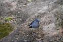20190303bird-hk-parkDSC_2835