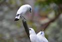 20190303bird-hk-parkDSC_2917