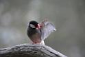20190303bird-hk-parkDSC_3302